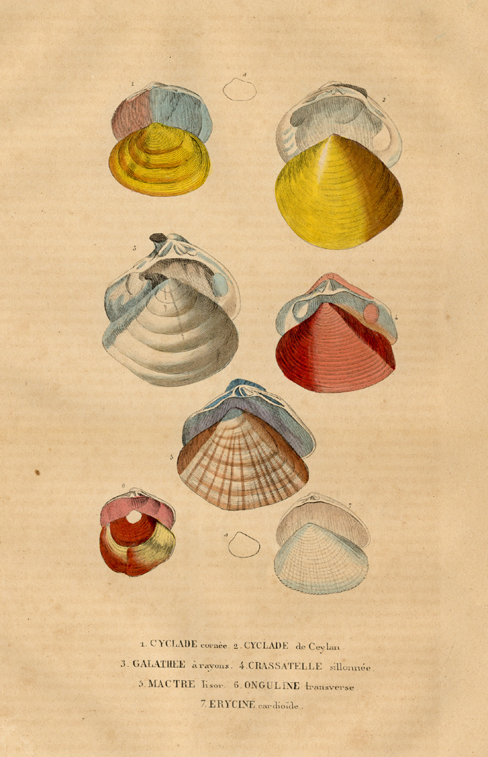 , Antique Print-SEASHELL-CYCLADE-Drapiez-1853, Pictura Antique Prints
