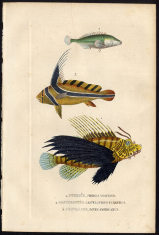 Antique Print-STICKLEBACK-FISH-KNIGHT-Drapiez-1853