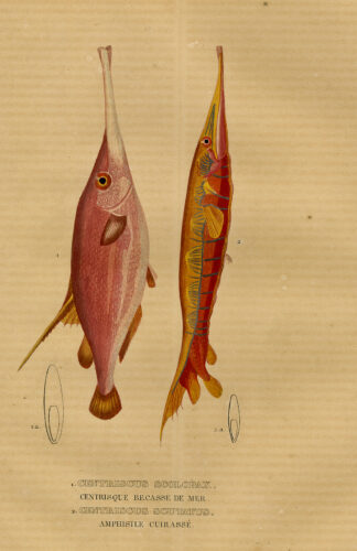 Antique Print-TRUMPET FISH-RAZOR FISH-Drapiez-1853