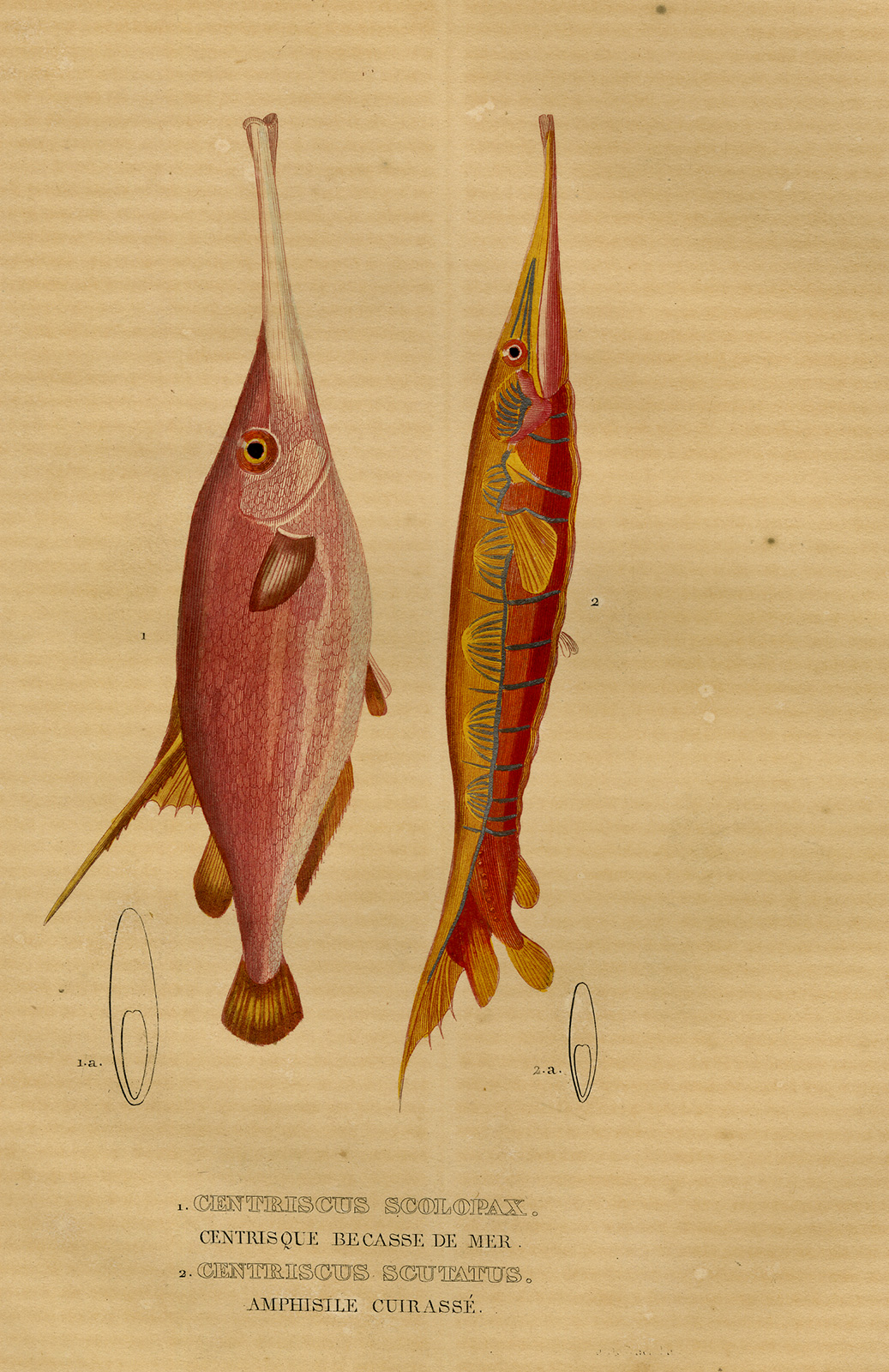 , Antique Print-TRUMPET FISH-RAZOR FISH-Drapiez-1853, Pictura Antique Prints