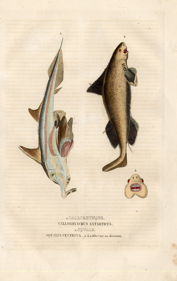 , Antique Print-ELEPHANT FISH-ROUGH SHARK-Drapiez-1853, Pictura Antique Prints