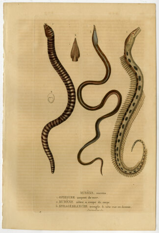 Antique Print-ZEBRA MURENA-SEA SNAKE-Drapiez-1853