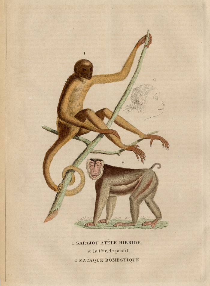 , Antique Print-MACAQUE-SPIDER MONKEY-Drapiez-1853, Pictura Antique Prints
