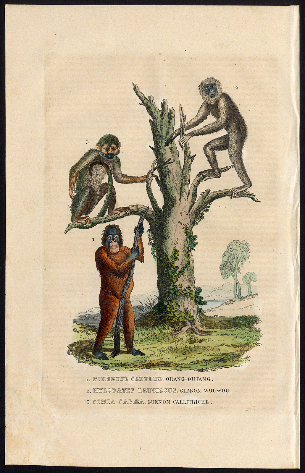 , Antique Print-MONKEYS-ORANG OUTANG-GIBBON-Drapiez-1853, Pictura Antique Prints