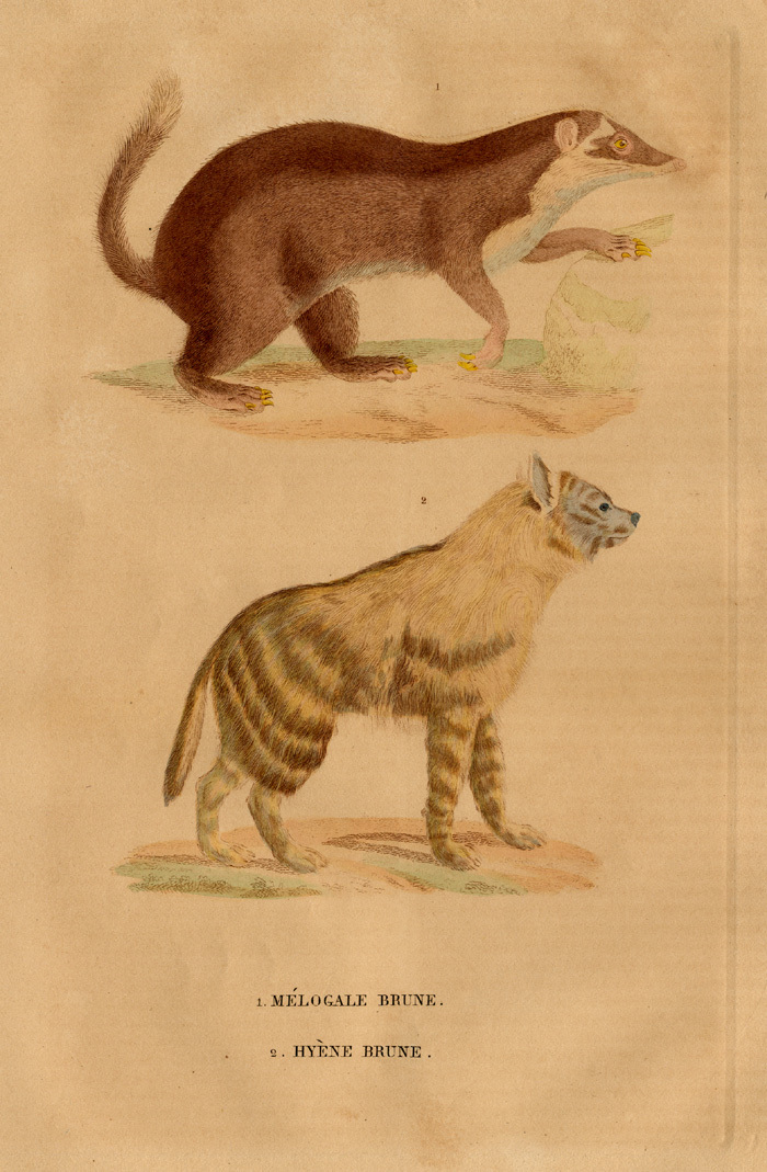 , Antique Print-FERRET BADGER-BROWN HYENA-Drapiez-1853, Pictura Antique Prints