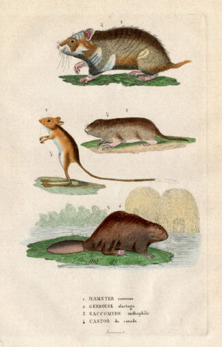 Antique Print-HAMSTER-JERBOA-MOLE-BEAVER-Drapiez-1853