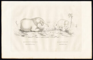 Antique Print-PREHISTORIC ELEPHANTS-HOE TUSKER-MASTODON-Drapiez-1853