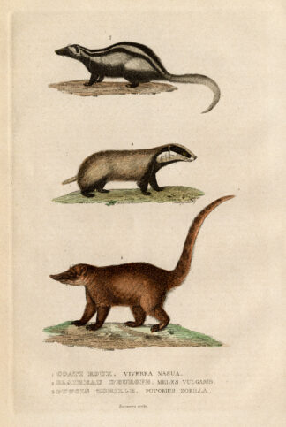 Antique Print-COATI-BADGER-STRIPED POLECAT-ZORIL-Drapiez-1853