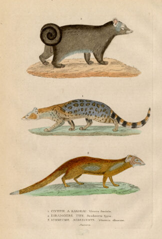 Antique Print-PALM CIVET-MONGOOSE-Drapiez-1853