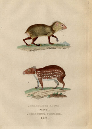 Antique Print-AGOUTI-PACA-Drapiez-1853