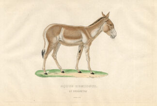 Antique Print-ONAGER-WILD ASIAN ASS-Drapiez-1853