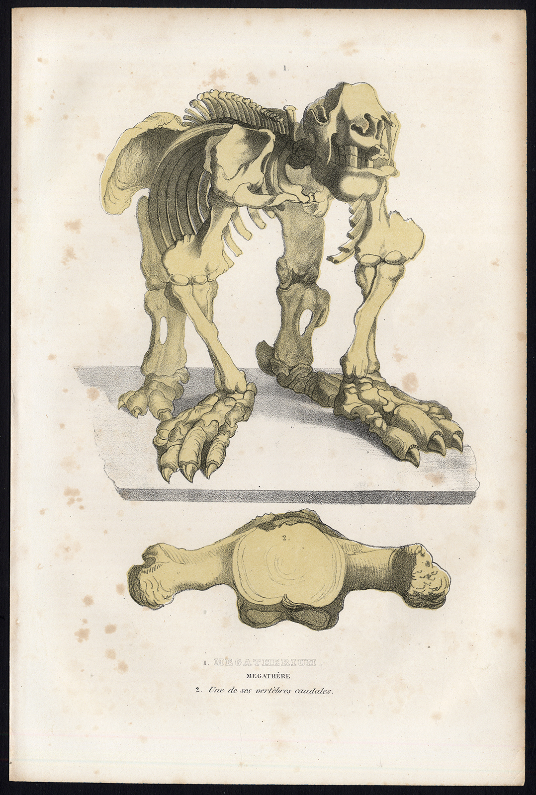 , Antique Print-MEGATHERIUM-PLEISTOCENE-Drapiez-1853, Pictura Antique Prints