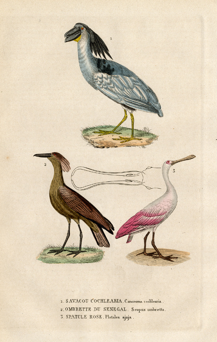 , Antique Print-BOATBILL-HAMMERHEAD-SPOONBILL-Drapiez-1853, Pictura Antique Prints