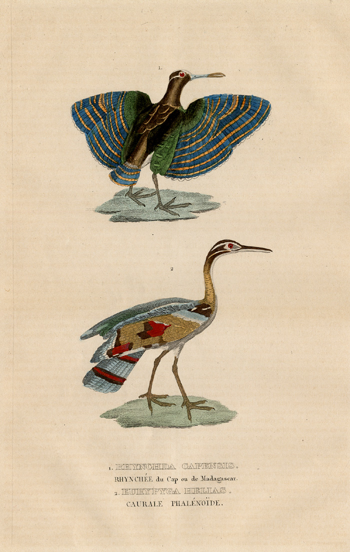, Antique Print-PAINTED SNIPE-SUNBITTERN-Drapiez-1853, Pictura Antique Prints