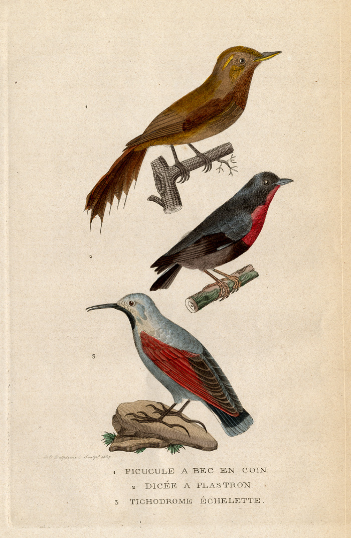 , Antique Print-WOODCREEPER-FLOWERPECKER-Drapiez-1853, Pictura Antique Prints