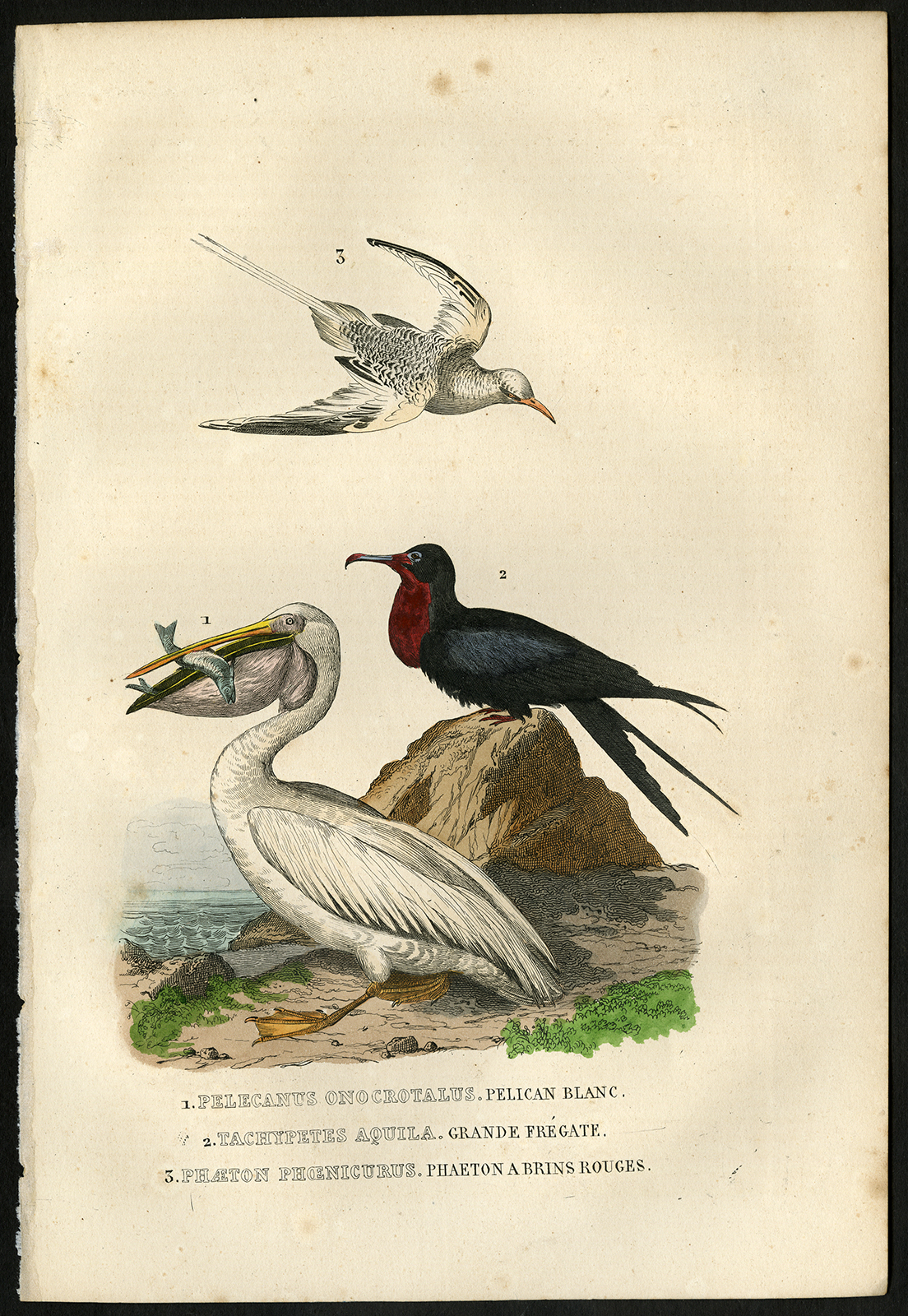 , Antique Print-SEABIRD-PELICAN-FRIGATE BIRD-Drapiez-1853, Pictura Antique Prints
