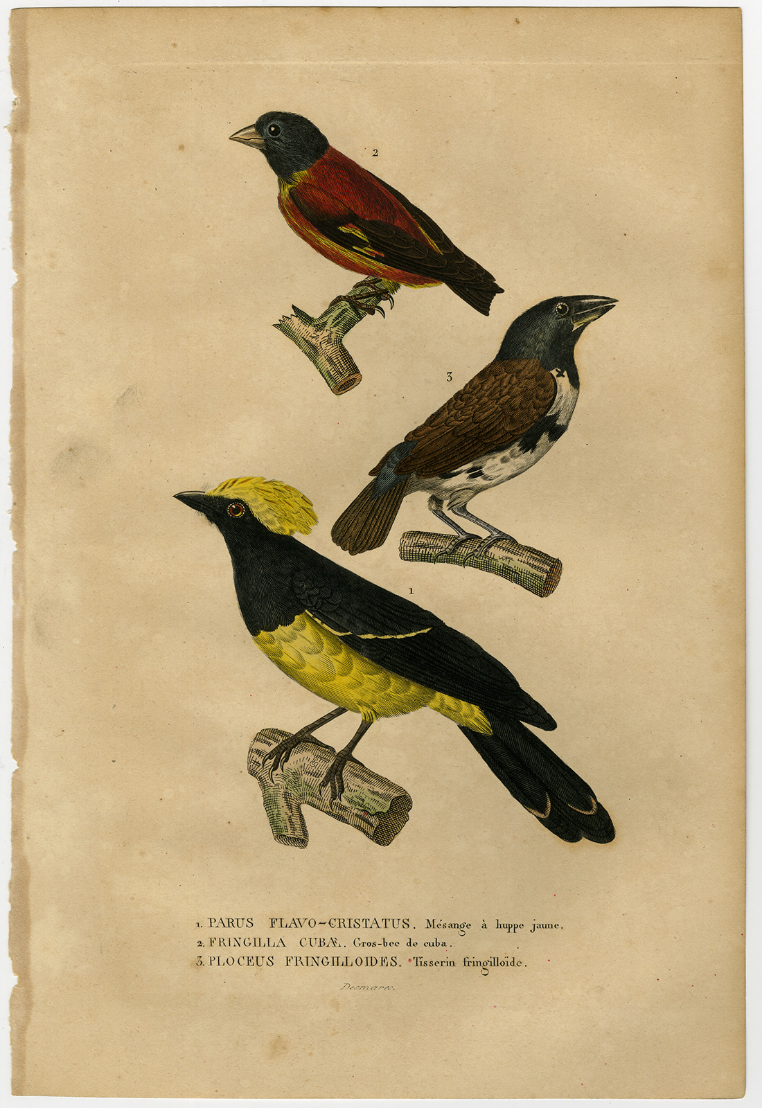 , Antique Print-SONGBIRD-TIT-FINCH-MAGPIE-Drapiez-1853, Pictura Antique Prints