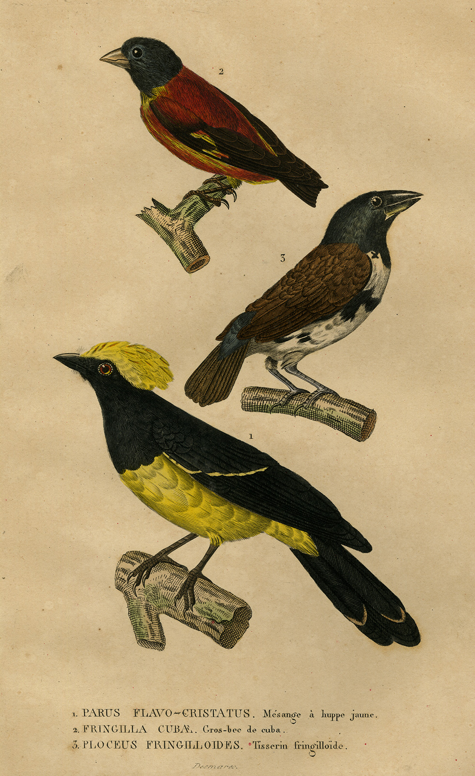 , Antique Print-SONGBIRD-TIT-FINCH-MAGPIE-Drapiez-1853, Pictura Antique Prints