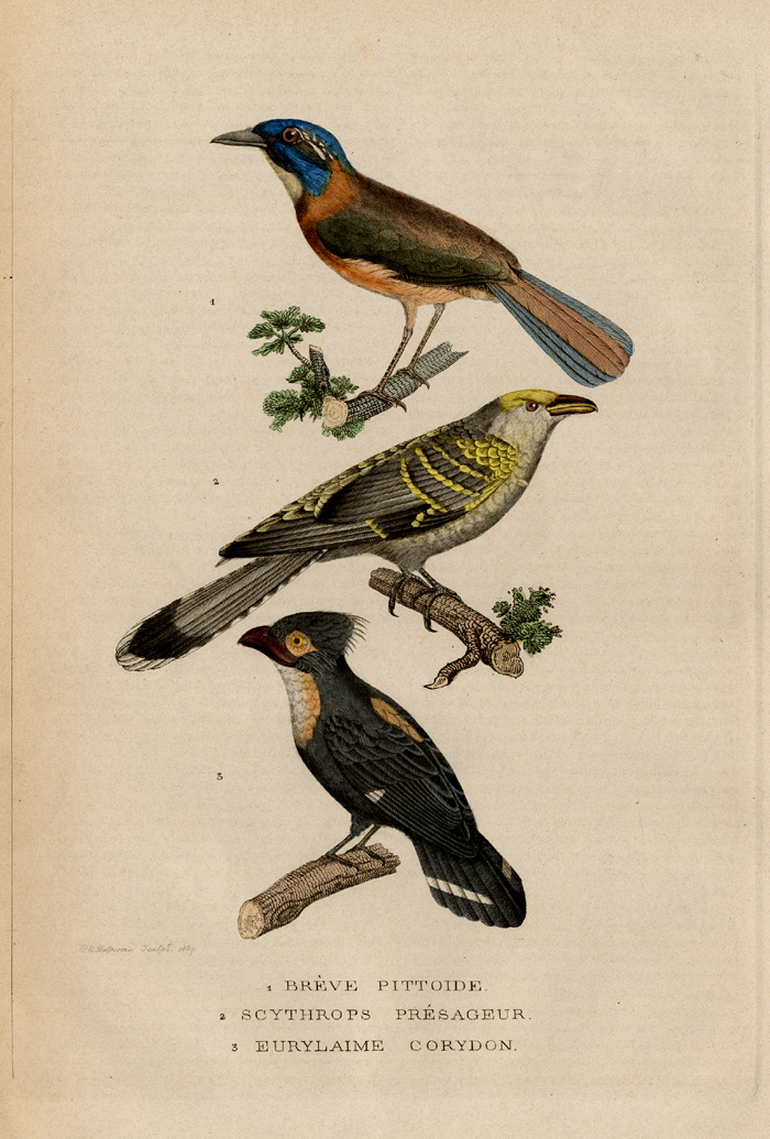 , Antique Print-ATELORNIS-CUCKOO-BROADBILL-Drapiez-1853, Pictura Antique Prints