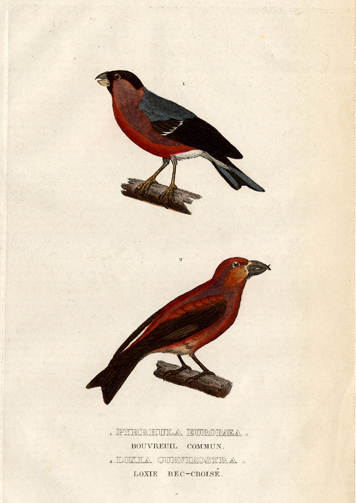 , Antique Print-BULLFINCH-RED CROSSBILL-Drapiez-1853, Pictura Antique Prints