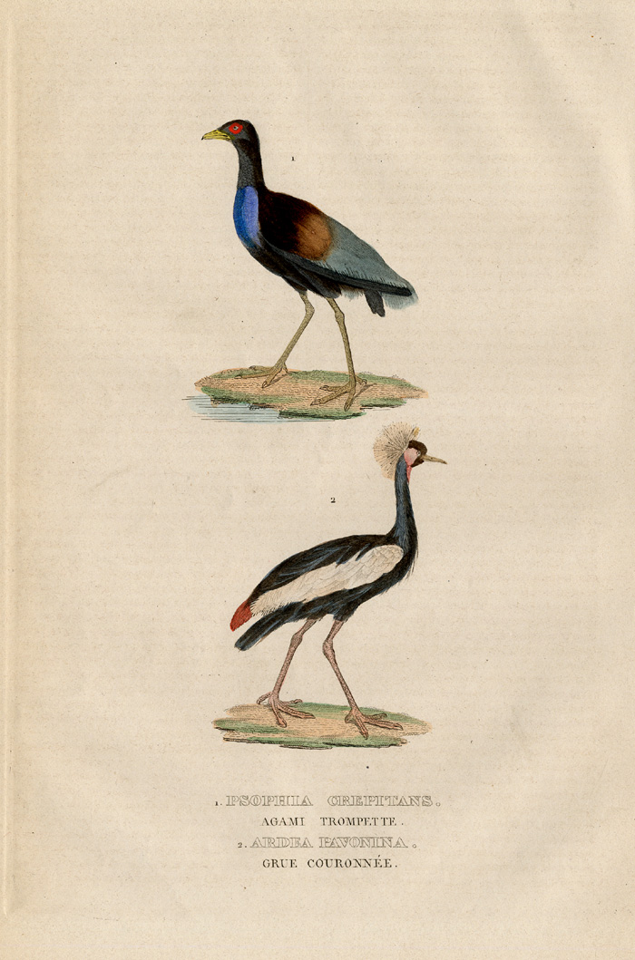 , Antique Print-GREY WINGED TRUMPETER-CRANE-Drapiez-1853, Pictura Antique Prints