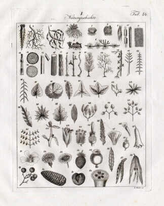 Antique Print-BOTANY-LEAVES-FLOWERS-Czech-1844