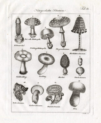 Antique Print-MUSHROOM-MOREL-AGARIC-RUSSULA-Czech-1844