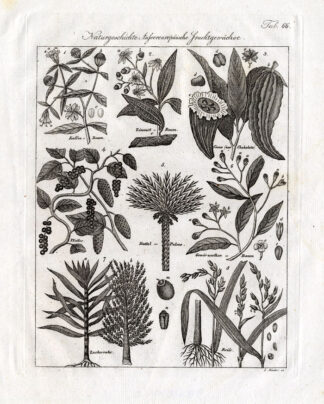 Antique Print-COFFEE-RICE-PEPPER-CACAO-CLOVE-Czech-1844