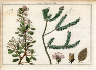 Antique Botany Print-SHRUBS-DIOSMA RICE FLOWER-STAFF TREE-THORN-Houttuyn-1774