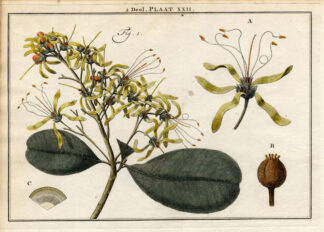 Antique Botany Print-SHRUBS-PALLASSIA-Houttuyn-1774