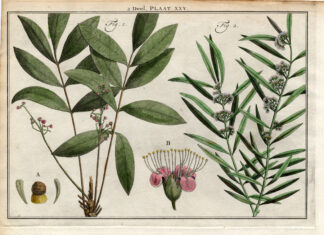 Antique Botany Print-SHRUBS-AFRICAN RED ALDER-BUTTERSPOON-MYRTLE-Houttuyn-1774