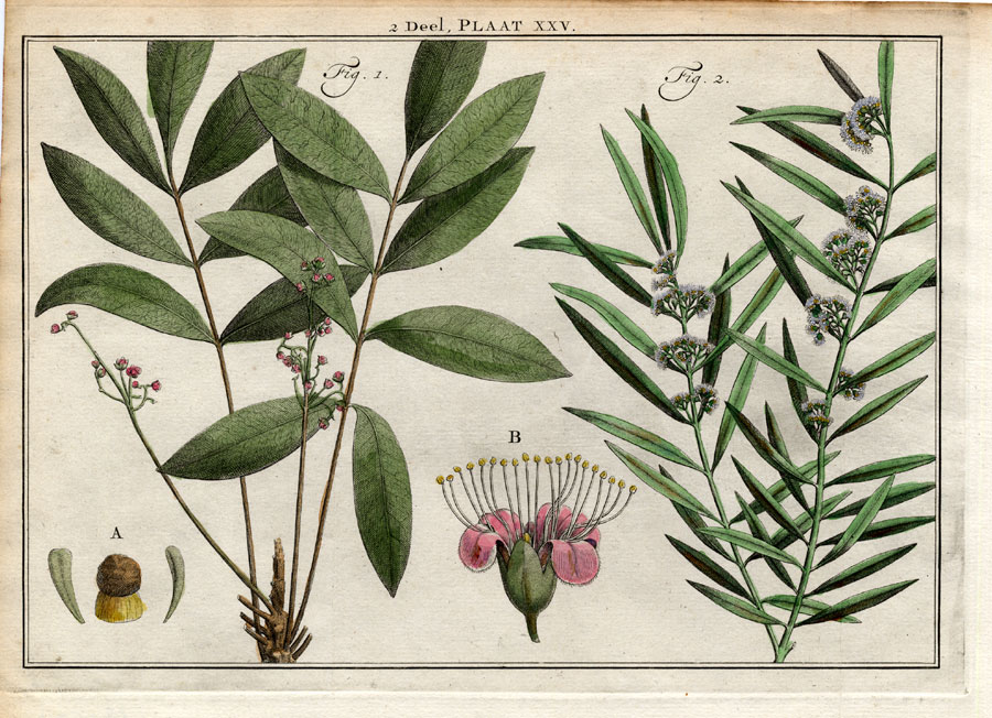 , Antique Botany Print-SHRUBS-AFRICAN RED ALDER-BUTTERSPOON-MYRTLE-Houttuyn-1774, Pictura Antique Prints