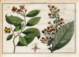 Antique Botany Print-SHRUBS-VOLKAMERIA-Houttuyn-1774