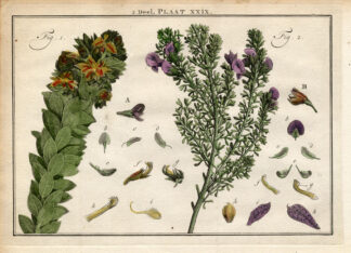 Antique Botany Print-SHRUBS-PSORALEA-TUMBLEWEED-Houttuyn-1774
