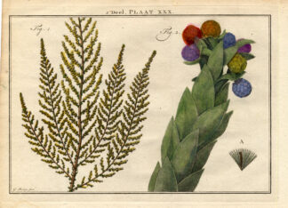Antique Botany Print-SHRUBS-ASTER-DAISY-CUDWEEDS-Houttuyn-1774