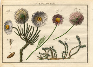 Antique Botany Print-SHRUBS-DAISY-CUDWEEDS-GNAPHALIUM-XERANTHEMUM-Houttuyn-1774