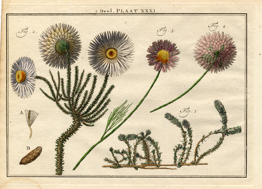 , Antique Botany Print-SHRUBS-DAISY-CUDWEEDS-GNAPHALIUM-XERANTHEMUM-Houttuyn-1774, Pictura Antique Prints