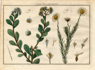Antique Botany Print-SHRUB-ASTER-TAXIS-Houttuyn-1774