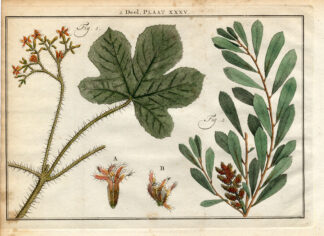 Antique Botany Print-SHRUBS-PHYSIC NUT-JATROPHA-MYRTLE-MYRTE-Houttuyn-1774