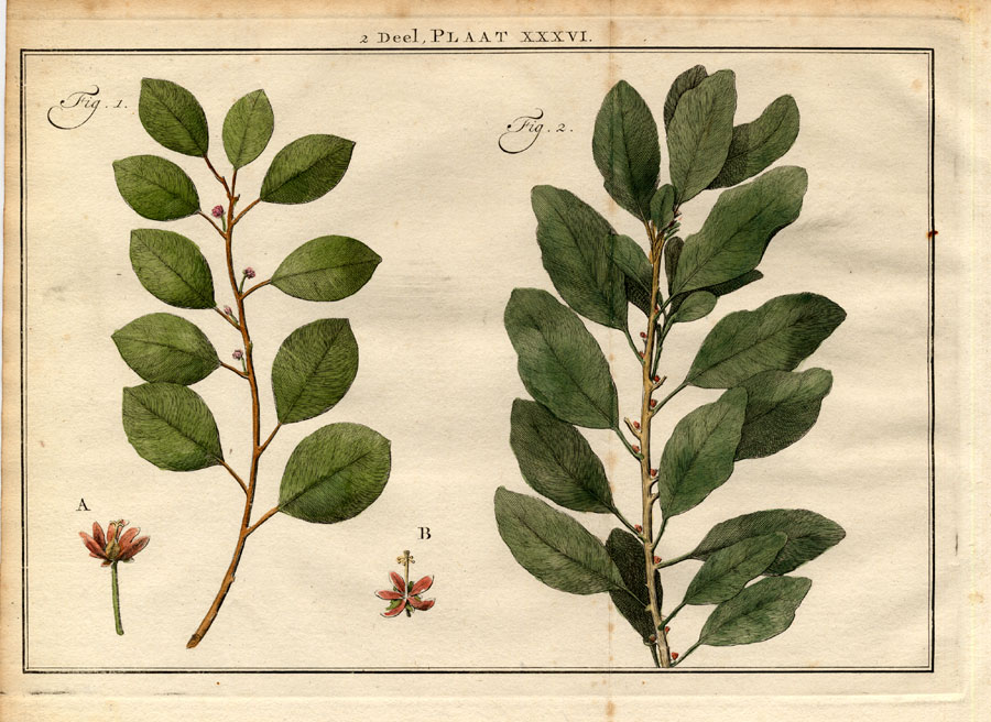 , Antique Botany Print-SHRUB-CLUTIA-SPURGE FAMILYHouttuyn-1774, Pictura Antique Prints