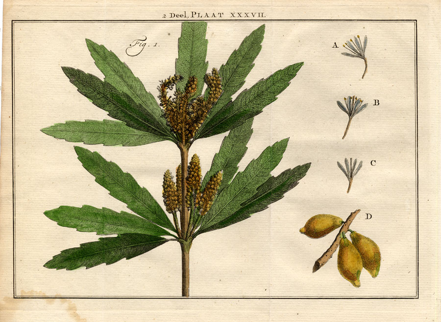 , Antique Botany Print-SHRUBS-EVERGREEN TREE-ALMOND TREE-Houttuyn-1774, Pictura Antique Prints