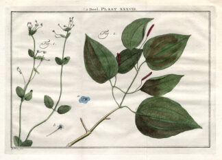 Antique Botany Print-HEMIMERIS-PEPPER-Houttuyn-1774