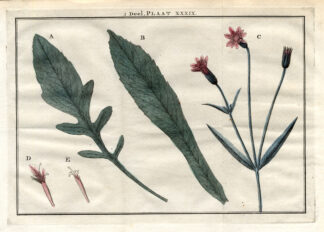 Antique Botany Print-KNAUTIA-SCABIOUS-Houttuyn-1774