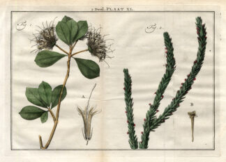 Antique Botany Print-CRINITA-STRUTHIOLA-Houttuyn-1774