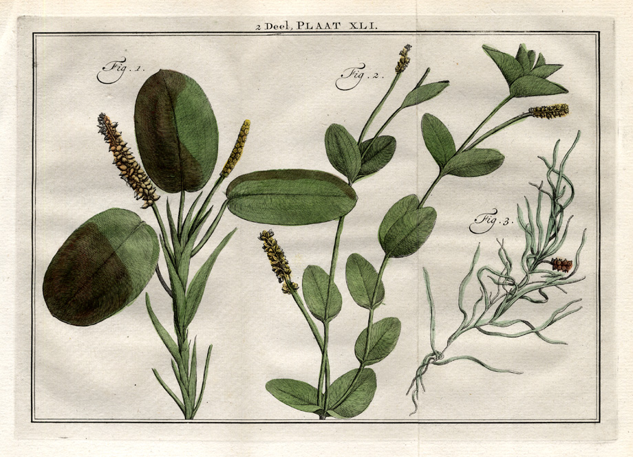 , Antique Botany Print-PONDWEED-WIGEONGRASS-Houttuyn-1774, Pictura Antique Prints