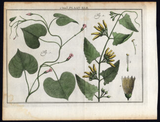 Antique Botany Print-MORNING GLORY-Houttuyn-1774