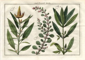 Antique Botany Print-AMARANTH-AERVA-Houttuyn-1774