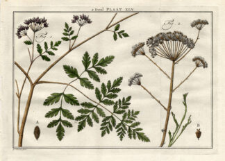 Antique Botany Print-TORILIS-PARSLEY-Houttuyn-1774