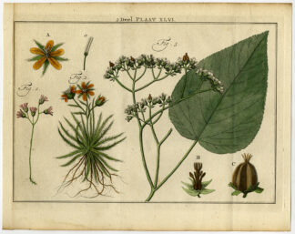 Antique Botany Print-LINUM-DROSERA FLAX-Houttuyn-1774