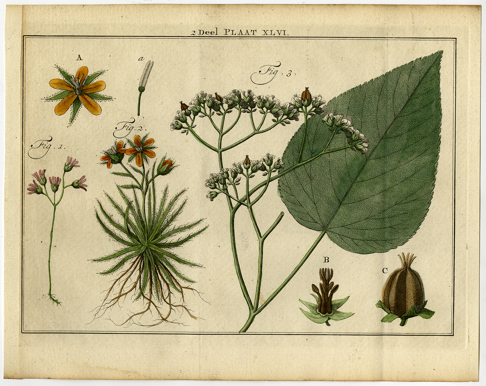 , Antique Botany Print-LINUM-DROSERA FLAX-Houttuyn-1774, Pictura Antique Prints
